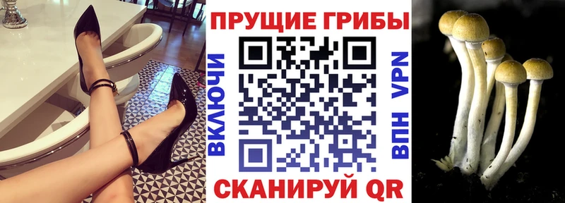 Купить  Олонец  Псилоцибиновые грибы Magic Shrooms 